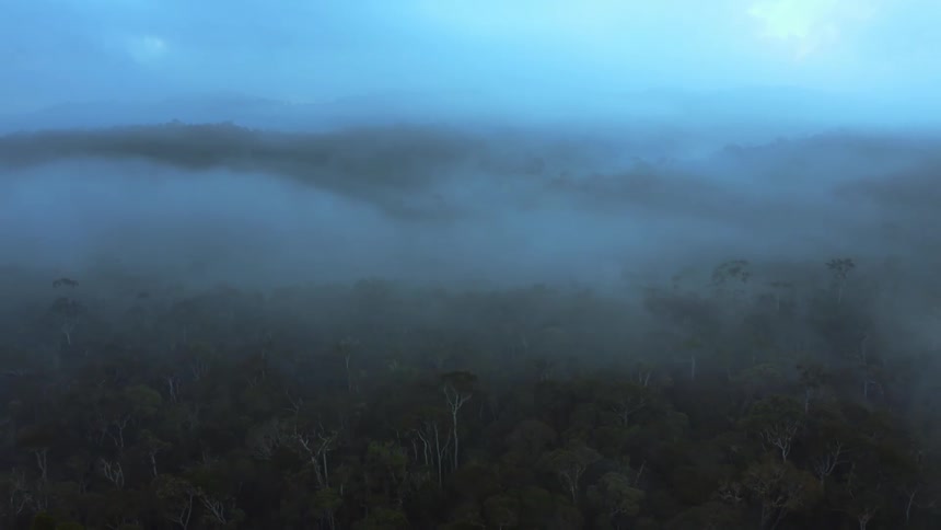 Flight over forested hills covered in mist at dawn