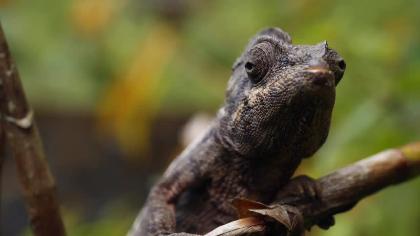 A chameleon perched on a branch