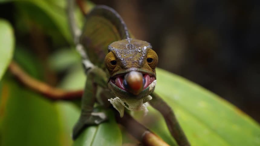 A chameleon shoots its tongue out to catch and eat an insect