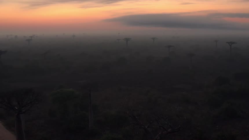 Heavy fog covers the jungle at dawn