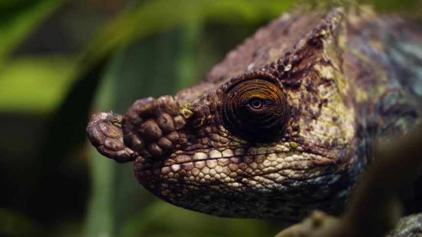 The lizard is looking around near the plants