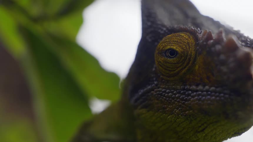 A chameleon remains motionless as it looks about its surroundings