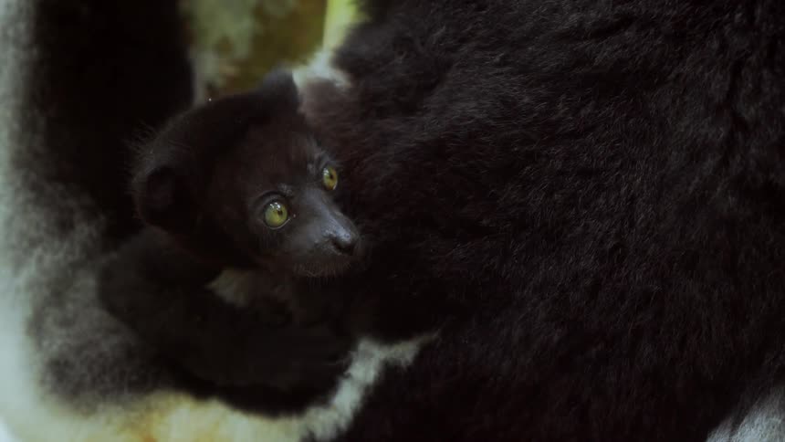 An adolescent lemur clings to an adult that jumps from a tree