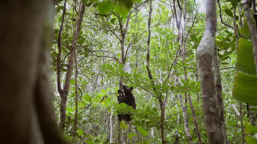 A lemur climb a tree and stay up there while looking around the forest