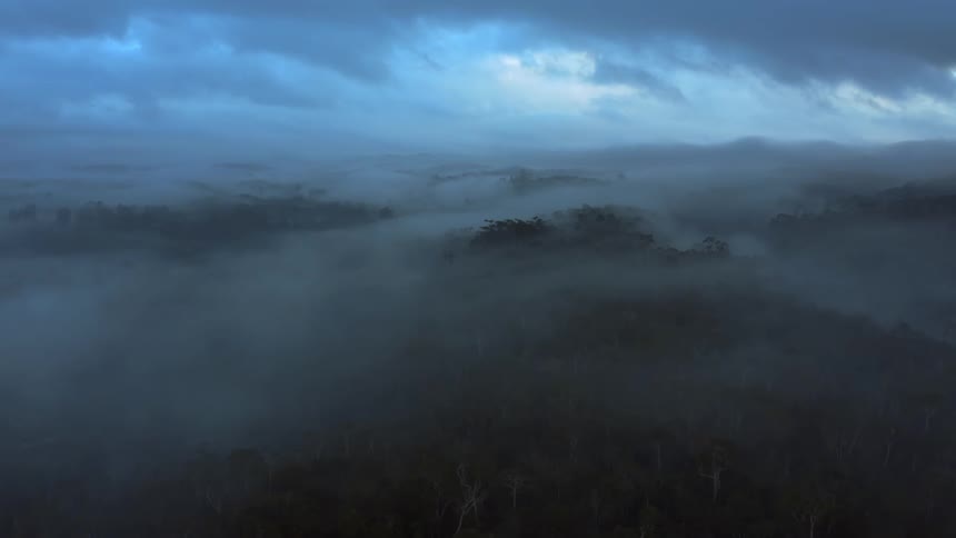 Heavy fog covers the forest