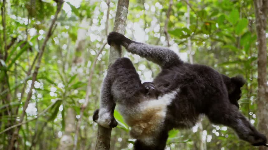 A lemur perched on a tree in the jungle