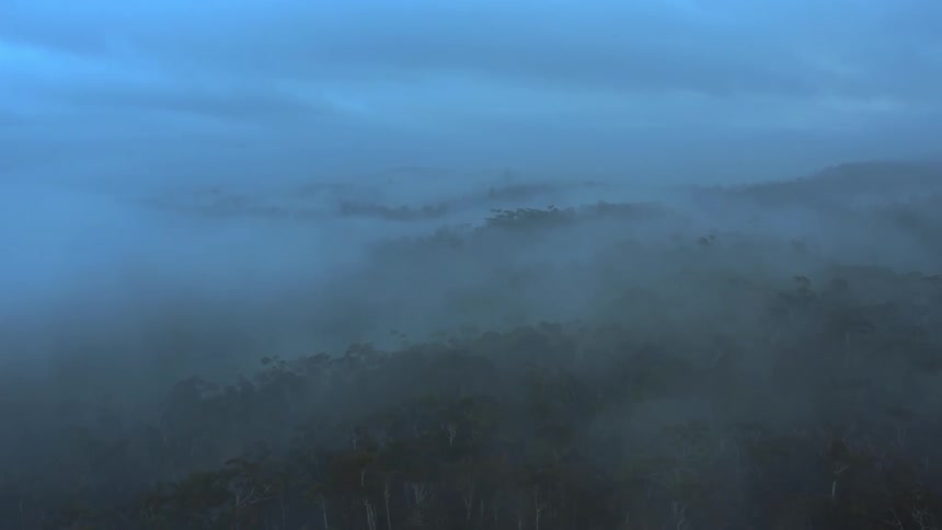 A heavy fog is covering the jungle