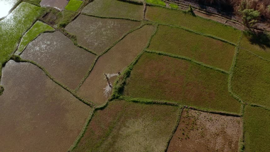 Three people are running around in the water on the farm