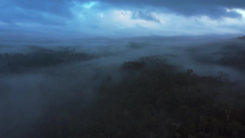 Aerial panorama of a forest covered in mist under a dawn sky