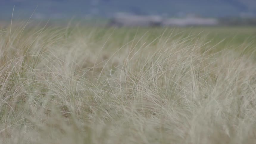 Dry grass moves in the breeze in a rural field