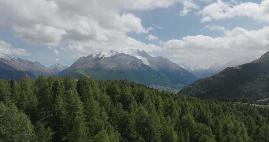 A landscape of a forest of pine trees and a mountain with a snowy peak