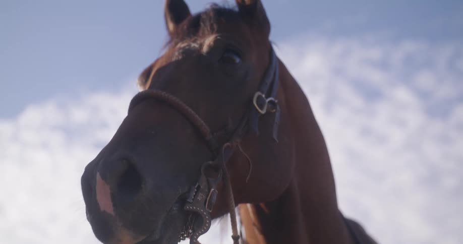 View of a horses head with a blue sky and clouds