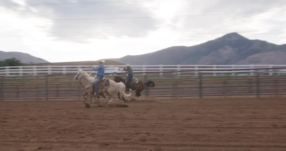 Two men riding horses and lassoing a cow in a ranch