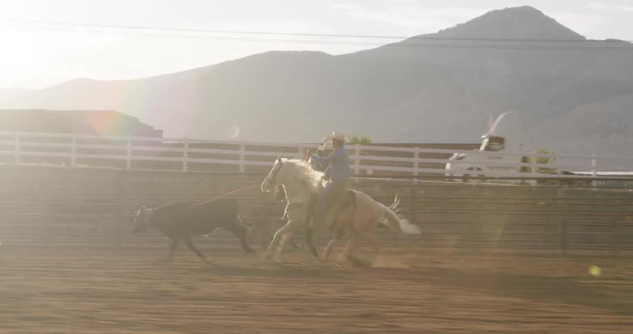 Two men riding horses to catch a running cow using ropes