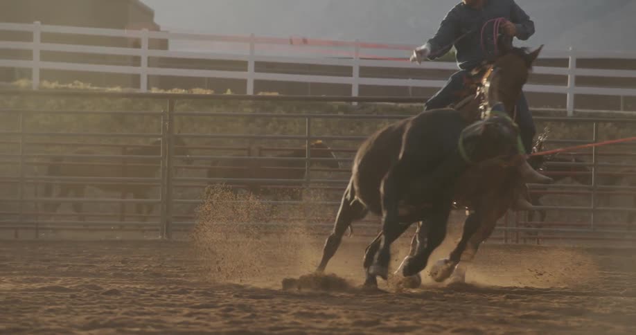 Two cowboys in separate horses riding and swinging a rope towards a bull running in the ranch as a truck drove by behind