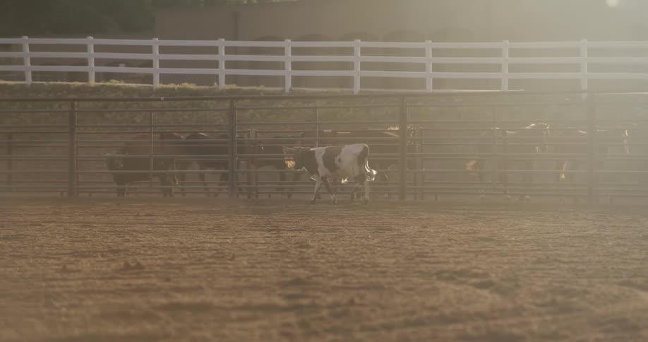 Bull inside a circus ring while outside horses are walking