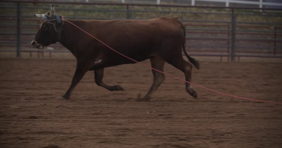 A bull running in a ranch during the day with rope tied to its neck