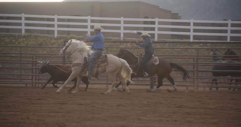 Two men riding horses in a corral are roping an ox