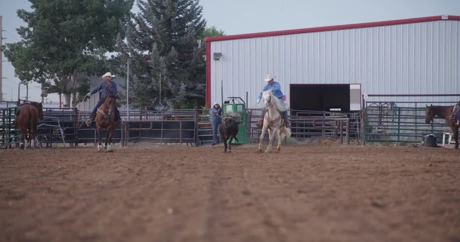 Two cowboys riding horses are lassoing a cow in a ranch