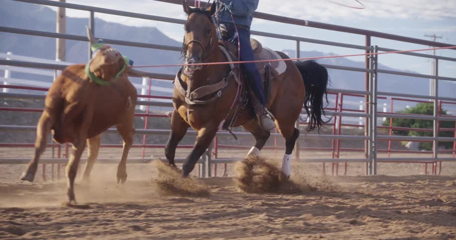 Man on horseback roping and mastering a bull at a rodeo
