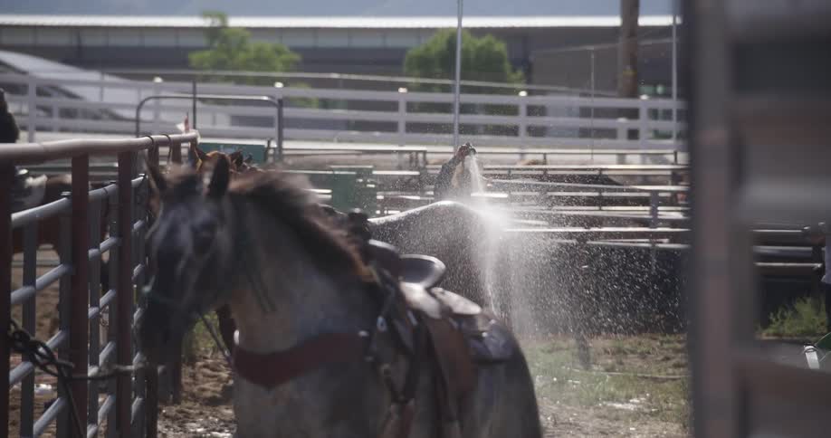 Person sprays water on horses in a ranch at midday