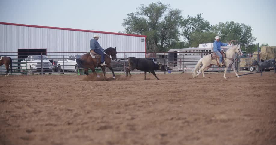 Men on horseback lasso and exploit livestock outdoors