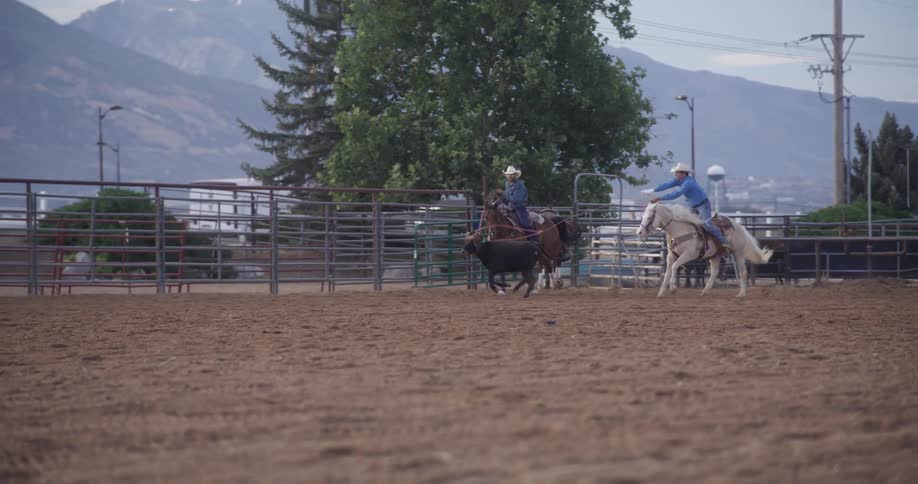 Two cowboys riding horses roping cattle at a rodeo