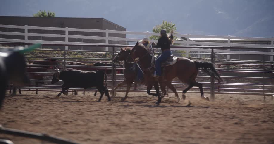 Two female wearing cowboy hat and riding a horse while chasing a bull