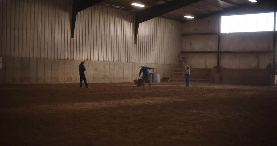 Three men in a barn throwing ropes on a bull during the day