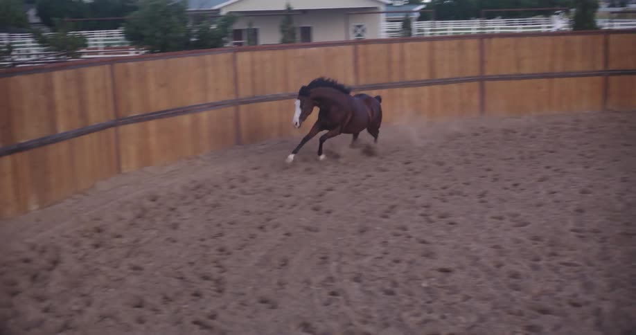 A horse running in a circular ranch and a woman is in the middle