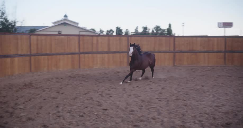 A horse is running around a woman surrounded by a wooden fence