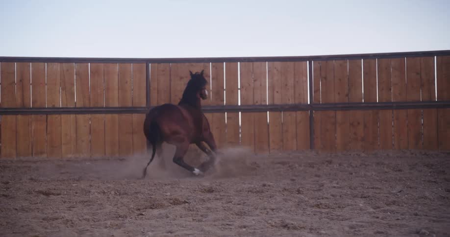 The horse is running around