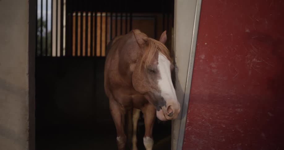 Horse at a ranch moving its mouth