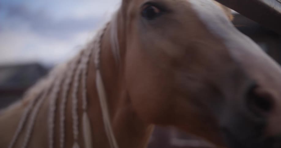 The horses hair is braided