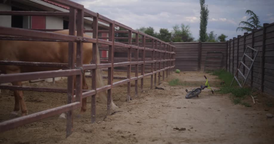 A beige horse is on a ranch with wooden fences