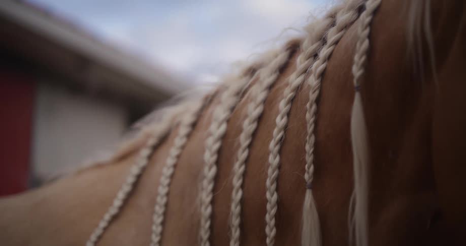 Horse with braided hair walks away at midday