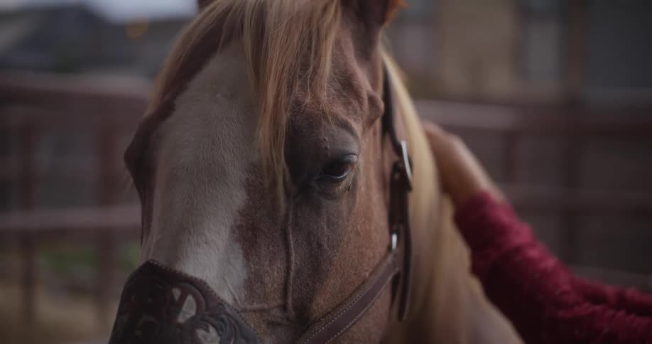 A lady braiding the hair of a horse in a ranch during the day