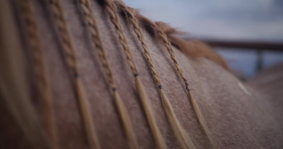 The horses hair is braided
