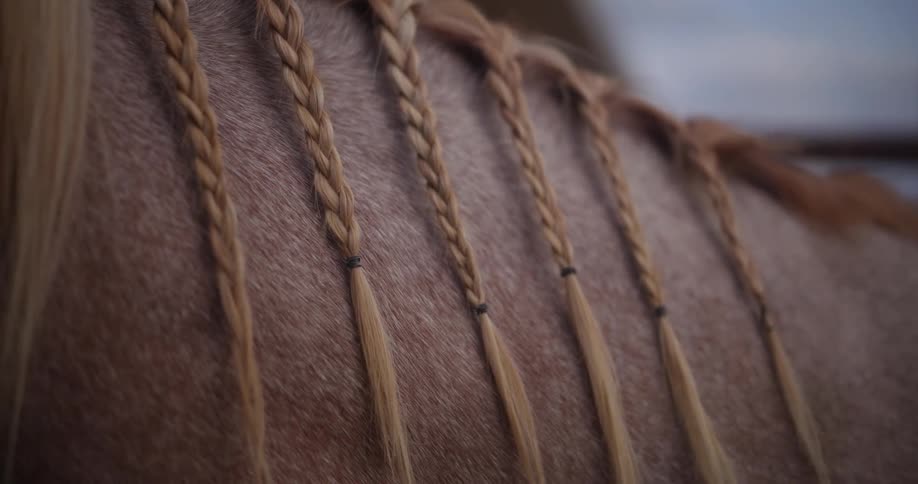 A horse with braids on its manes