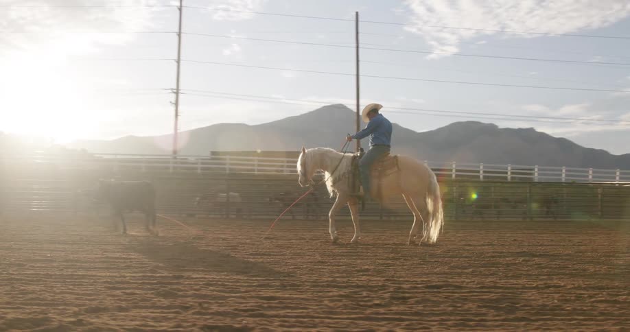 Man on top of a white horse in a rodeo sand arena with a rope around the horns of a bull pulling him