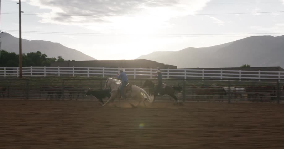 Cowboy riding a horse throwing a lasso at a young cow