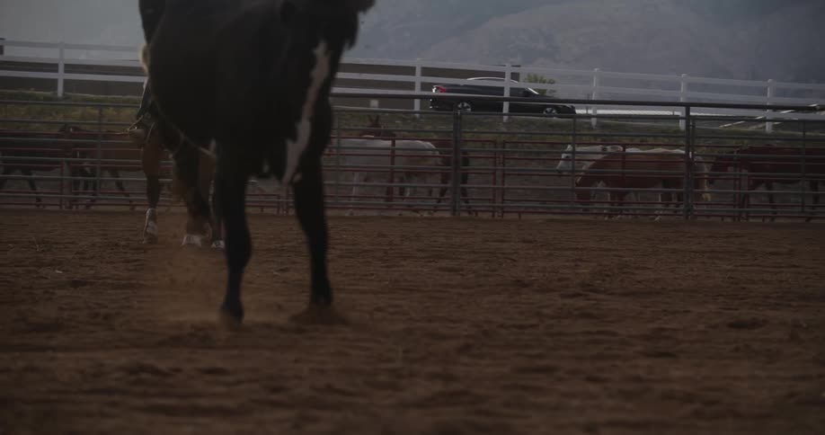 Two men on horseback attempting to rope a bull in a rodeo sand arena