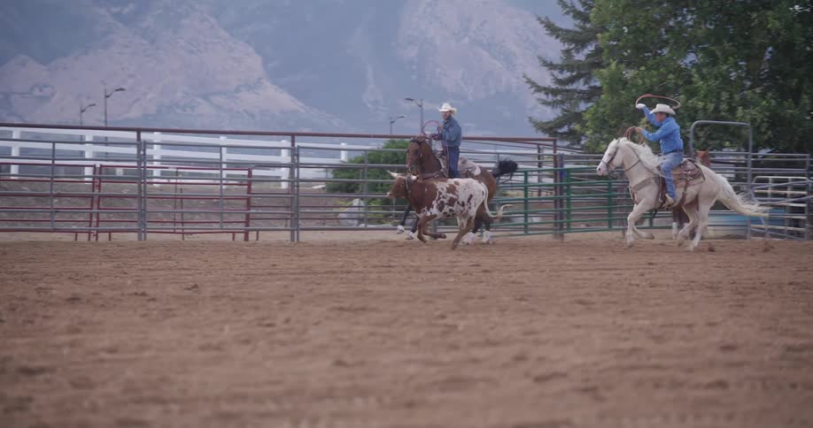 Two men on horseback taming a bull at a rodeo