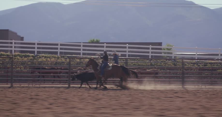 Two women chase and lasso an ox
