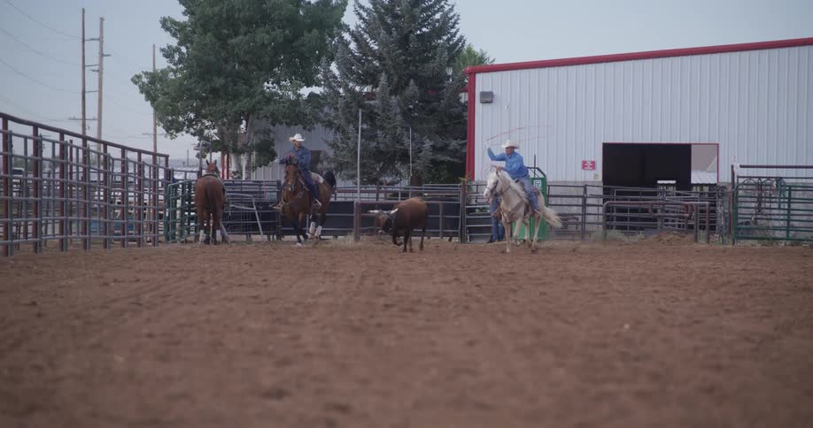 Cowboy riding a horse throws a lasso at a young cow