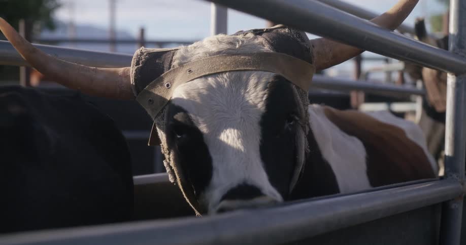 A calf with large horns is standing near the metal fence