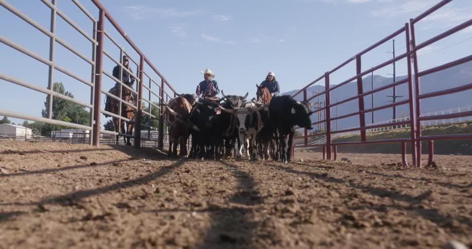 Two people lead the cattle past the fence