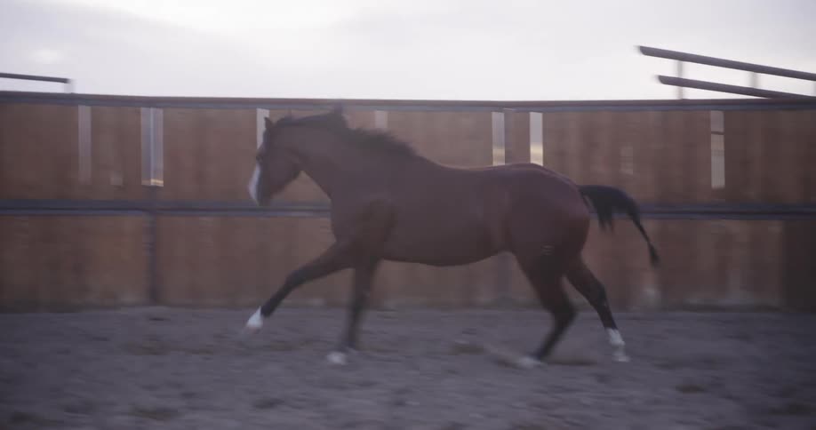 Horse running in circles inside a sandfilled ranch arena