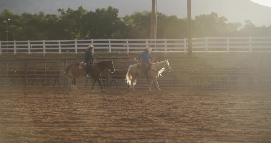 Two cowboys riding horses with ropes in a rodeo arena in the morning