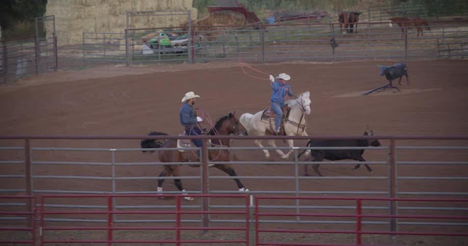 A pair of horseback riders pursue a calf and attempt to lasso it